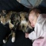 Кошка и новорожденный. Фото