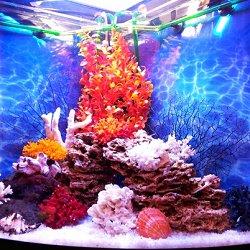 аквариум псевдоморе фото